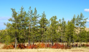 Herbst in Sibirien