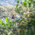 Weißbartlangur Affe im Baum